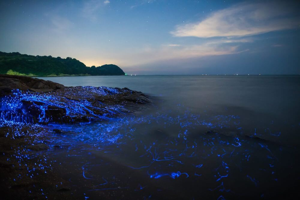 细菌在密谋，病毒在窃听：微生物的群体感应