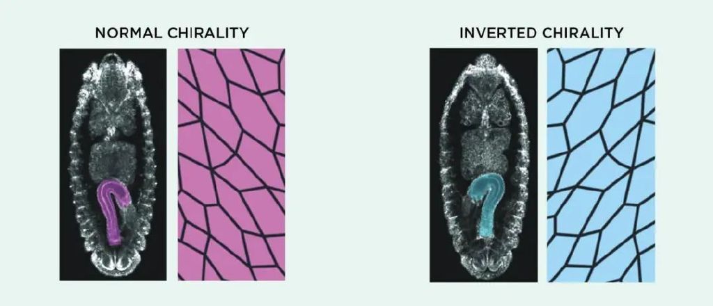 人體器官為什么左右不對稱？細胞手性也許能夠回答