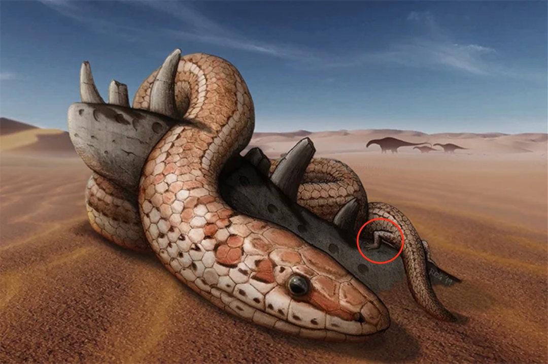 自然科普：没有骗你，画蛇真的可以添足！