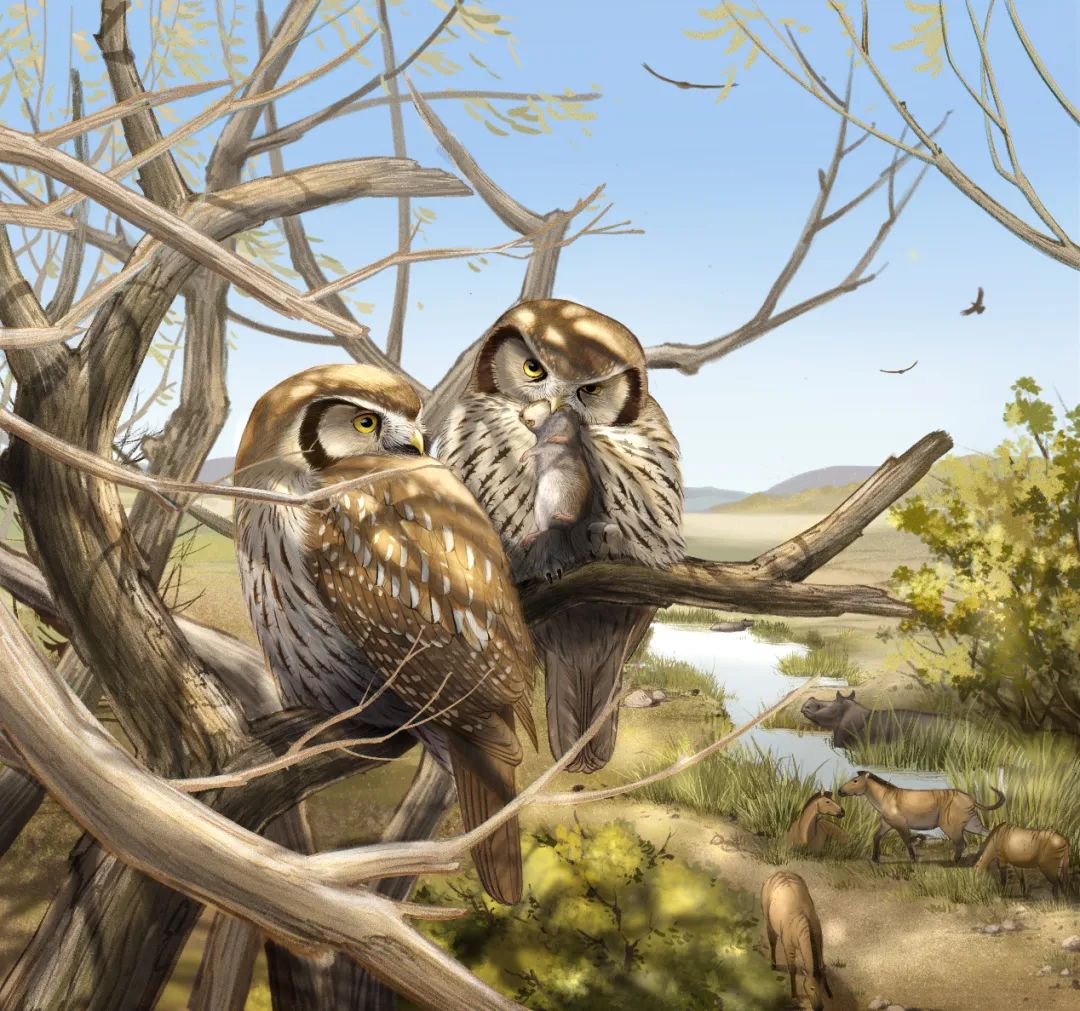 自然科普：600万年前的猫头鹰，居然不上夜班？