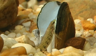 河蚌公母外观分辨图片