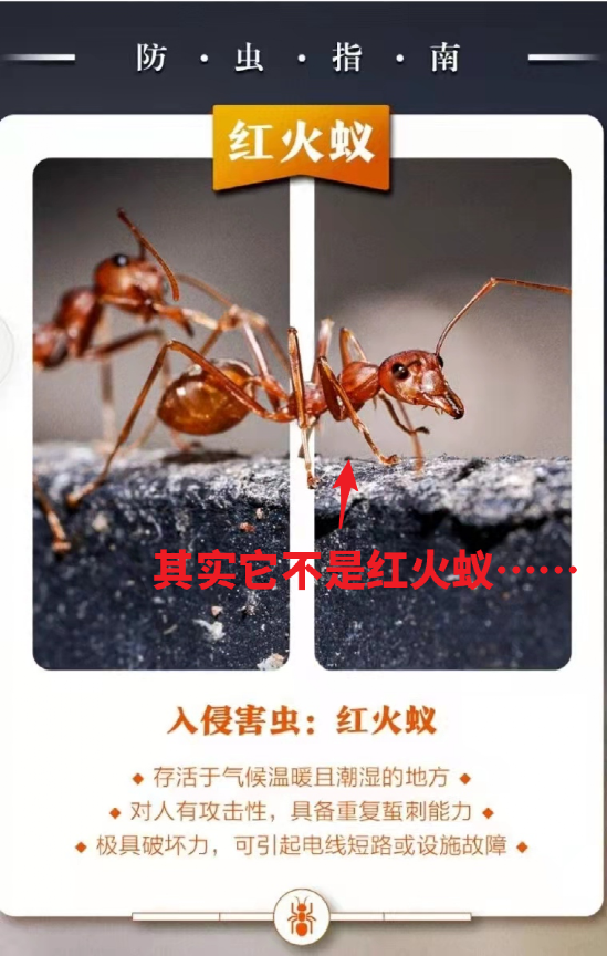 自然科普：你看到的“红火蚁”照片，极能够都是错的……