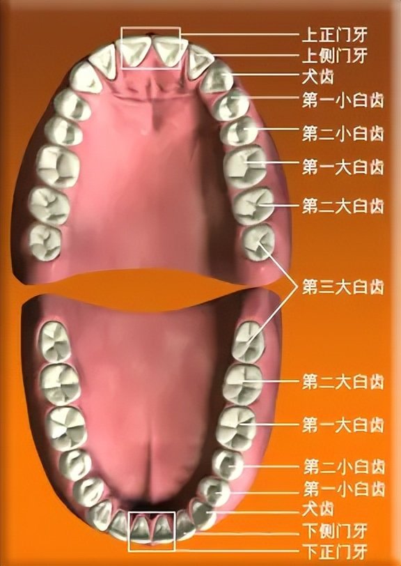 你心底的伤，牙仙子从没有忘