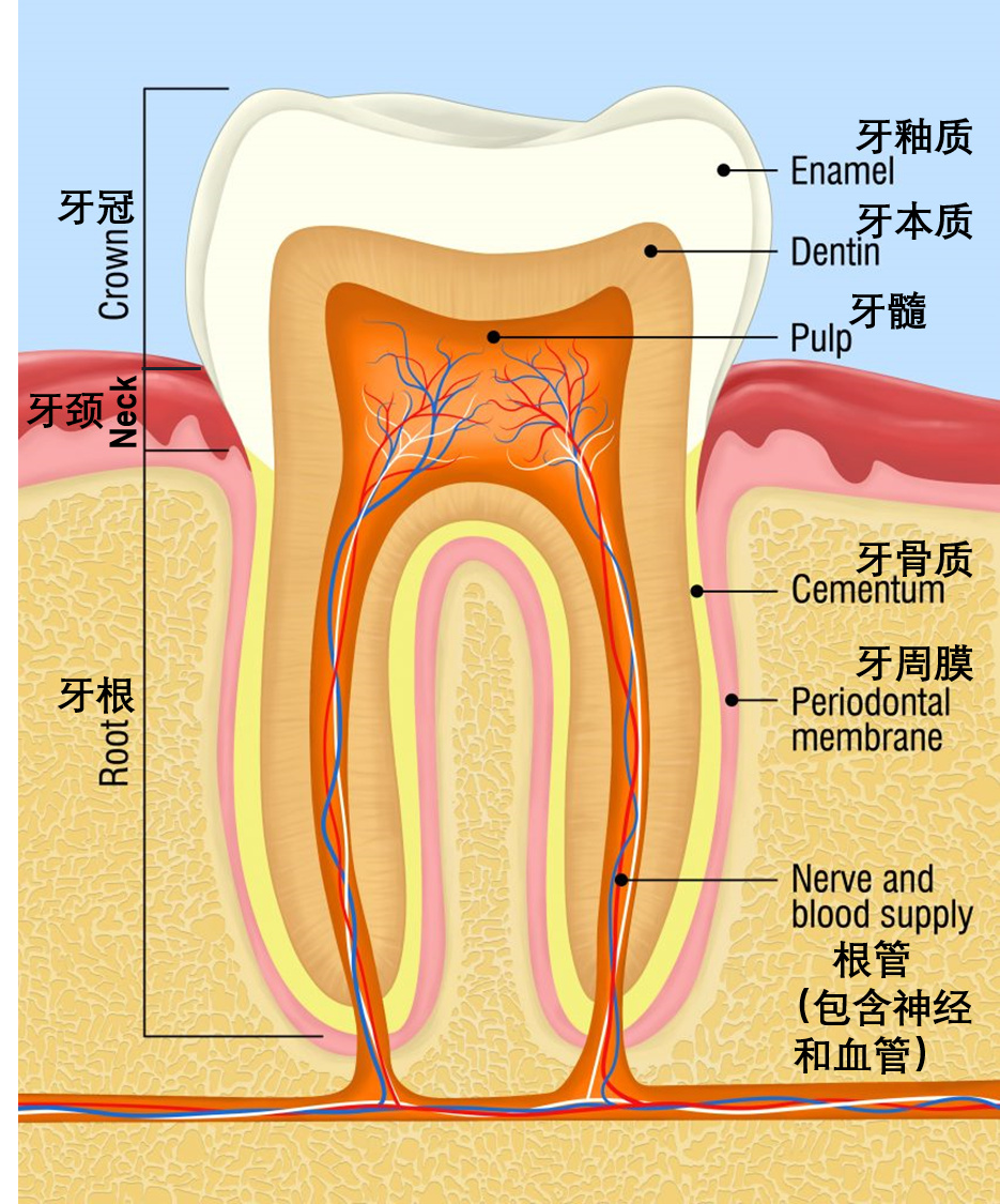 你心底的伤，牙仙子从没有忘