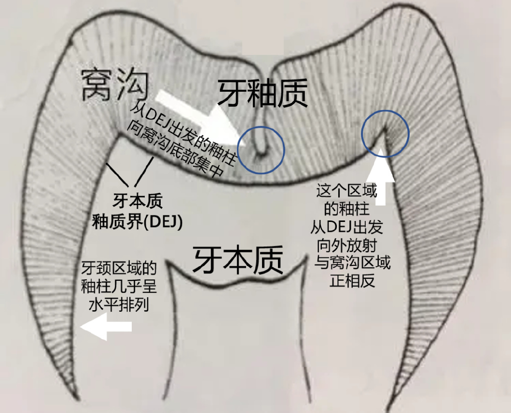 你心底的伤，牙仙子从没有忘