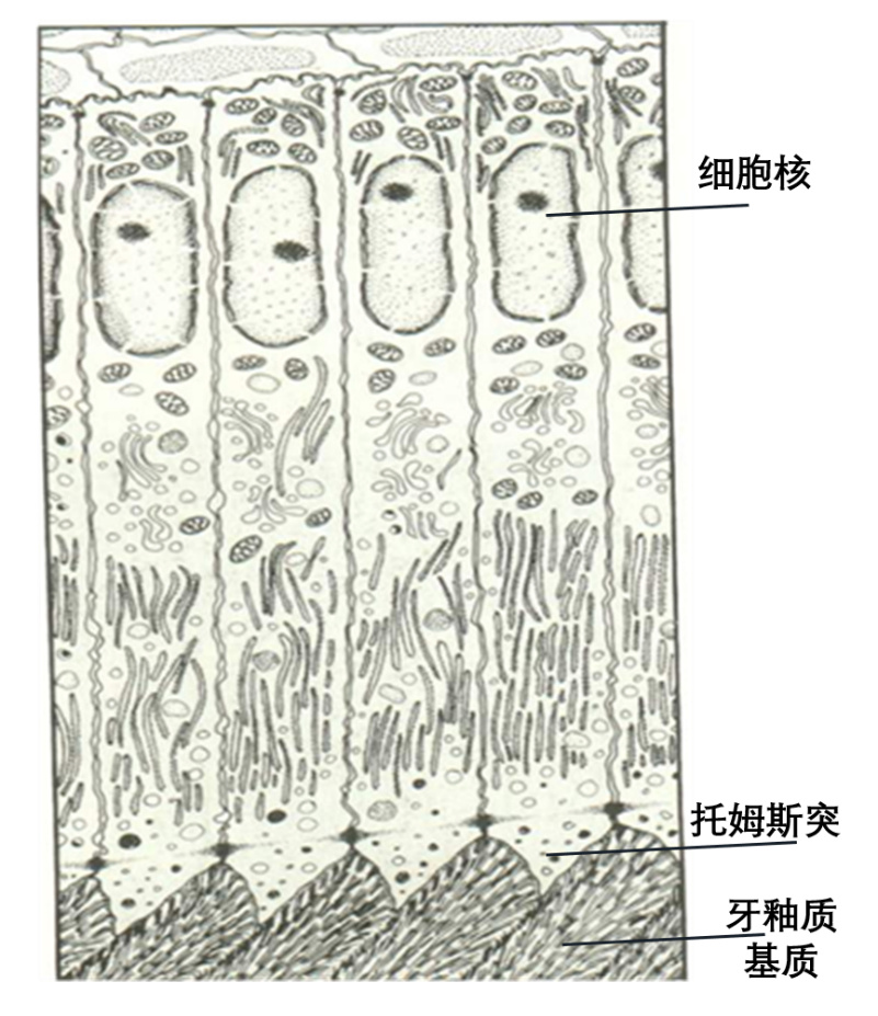 你心底的伤，牙仙子从没有忘