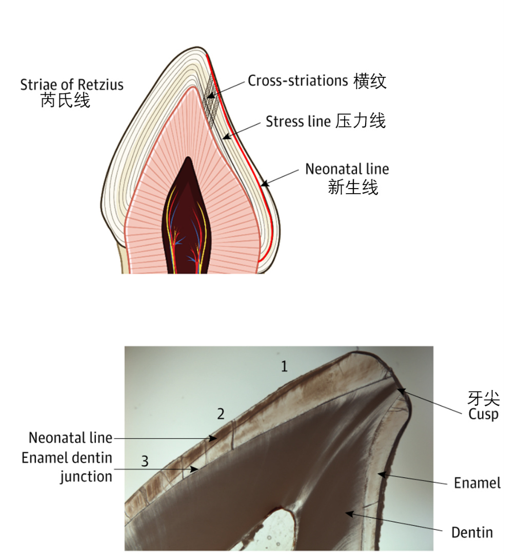 你心底的伤，牙仙子从没有忘