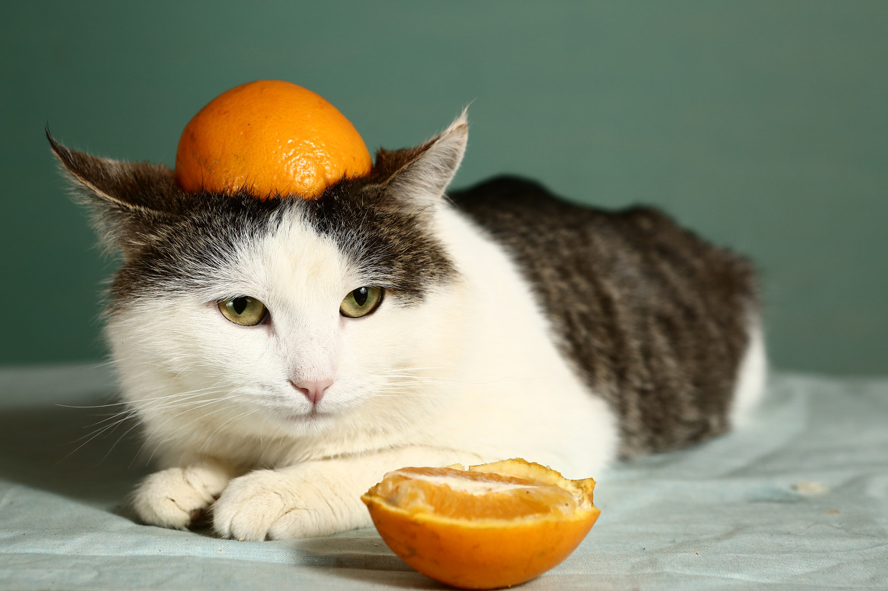 生活科普：为甚么猫主子对柑橘特别敏感？