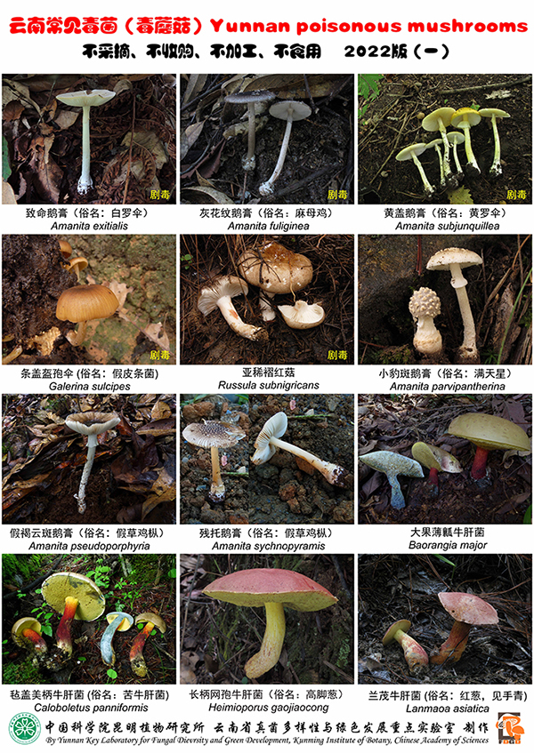 自然科普：24种云南毒蘑菇挂图更新了！吃菌必看～