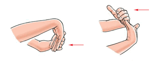 腕关节掌屈位示意图图片
