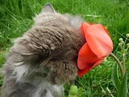 自然科普：百合又喷喷鼻又美，但对猫猫有毒！还有哪些花草需要注重？