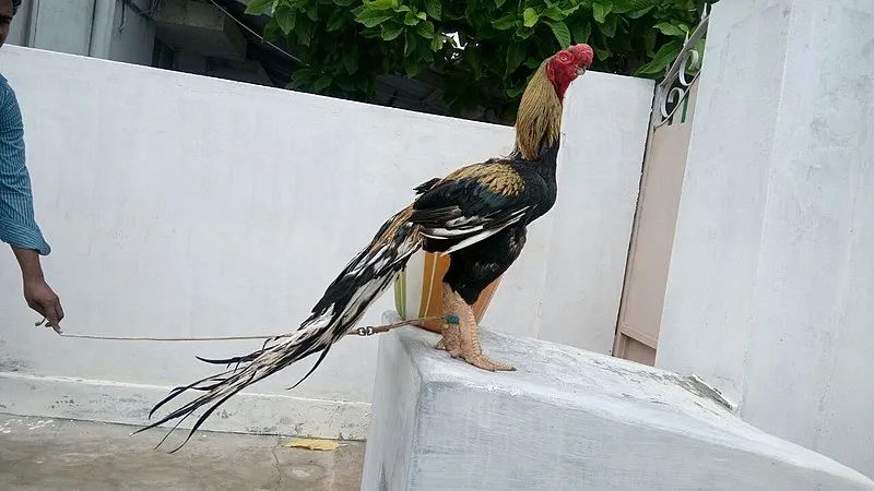 图片