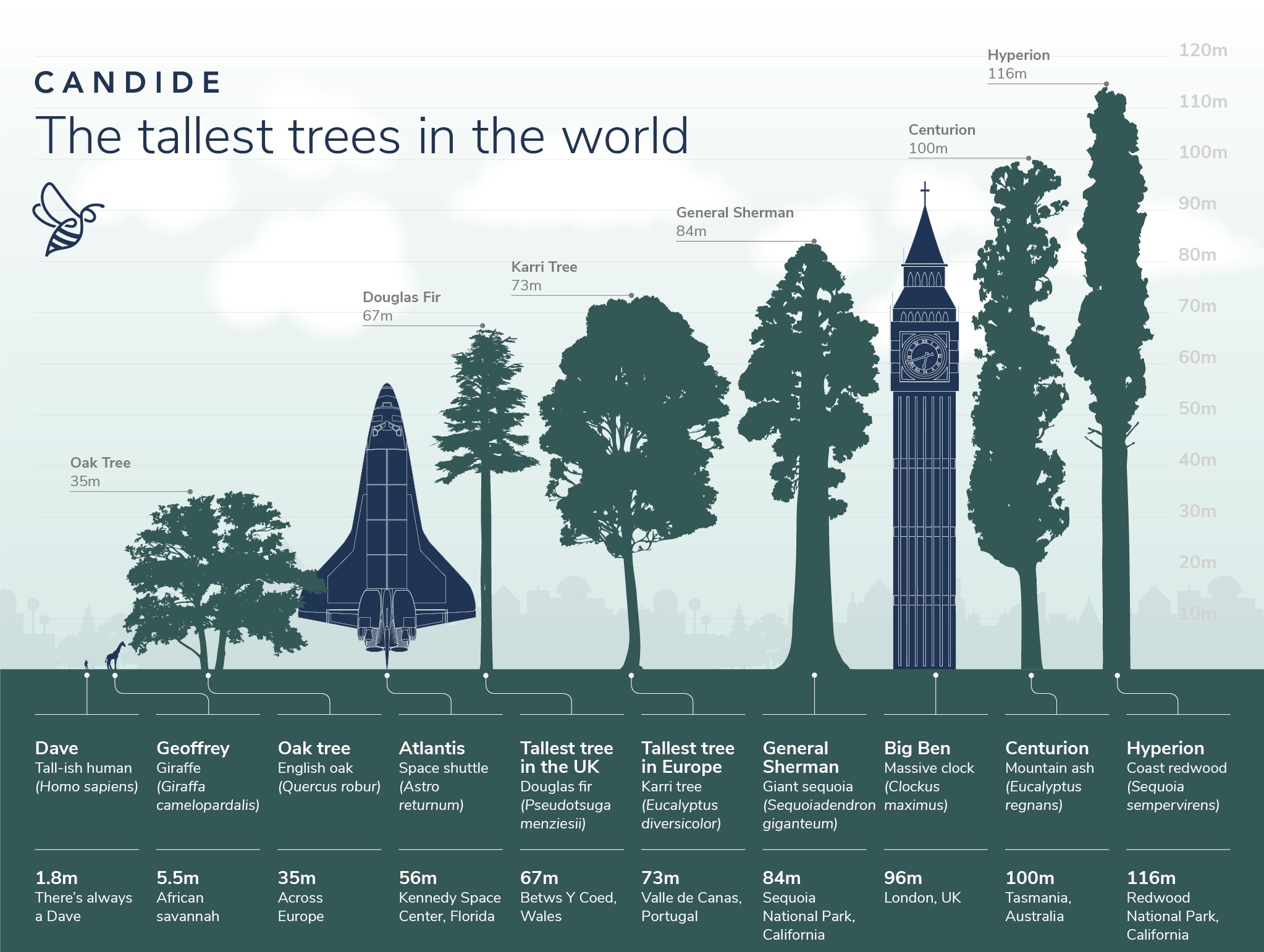 83.2米！中国新“树王”再次诞生，与世界最高树比有多大差距？