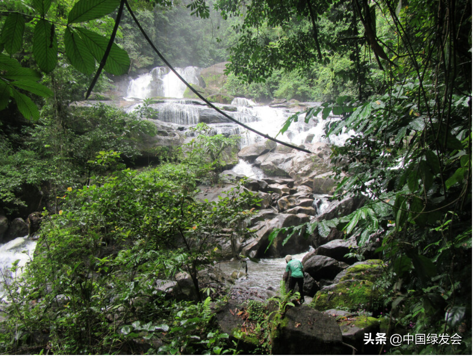 起死回生？珍稀蟹类重现于世｜绿会生物多样性科普小课堂