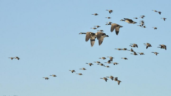 自然科普：鸟类为何迁移？