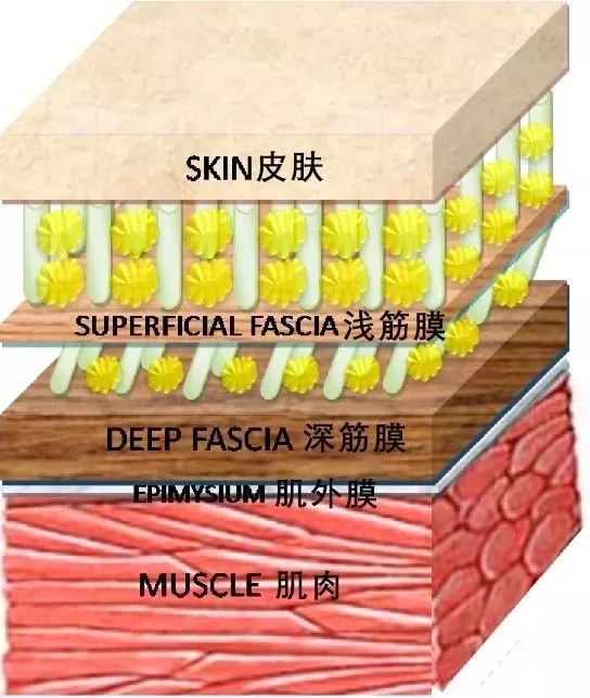 跳完本草纲目勇敢的你要不要试试筋膜刀