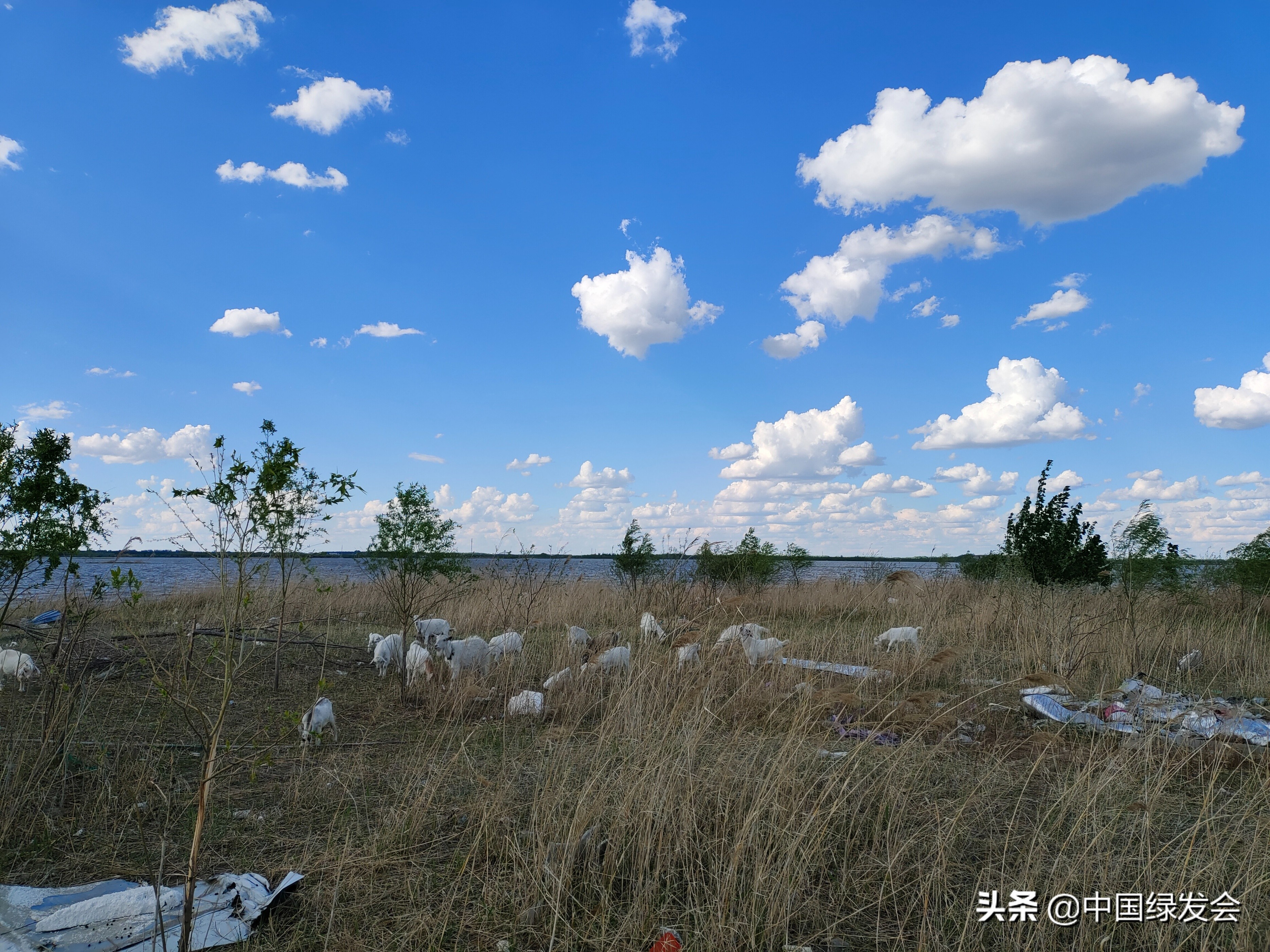 湿地保护法实施在即！绿会志愿者与哈尔滨新区执法总队联合巡查