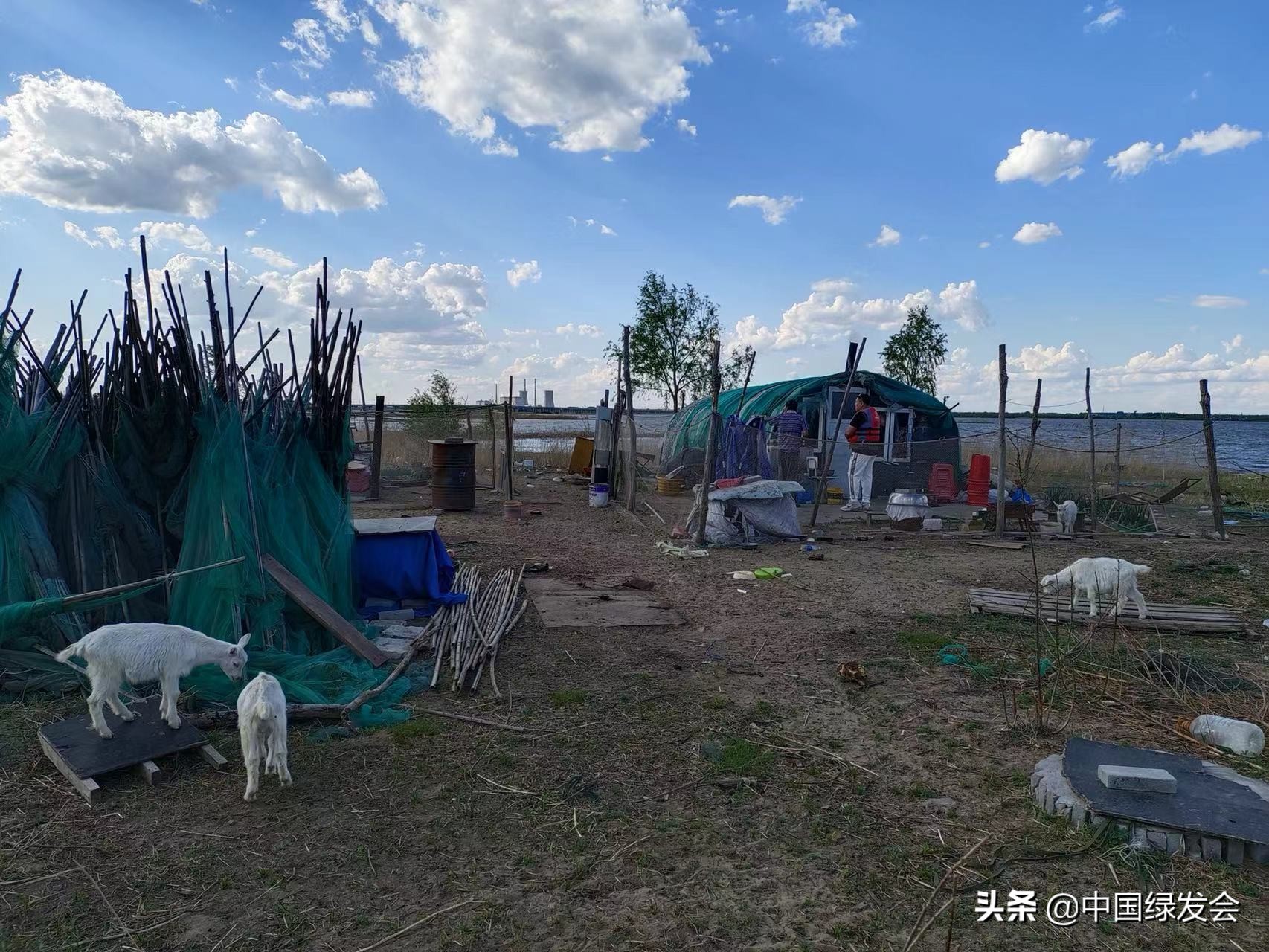 《湿地保护法》保驾护航，维护松花江生物多样性 | 绿会保护地