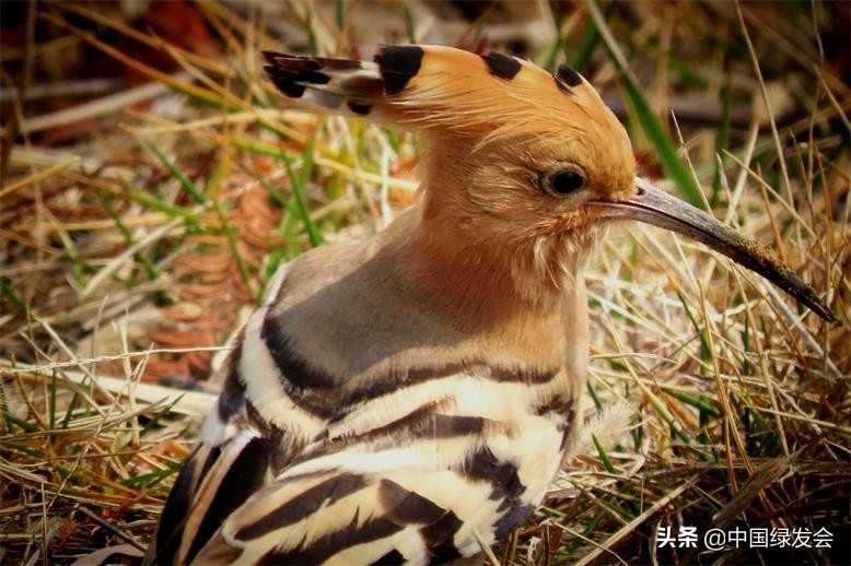 戴胜：美丽的“臭姑鸪”|绿会保护地科普