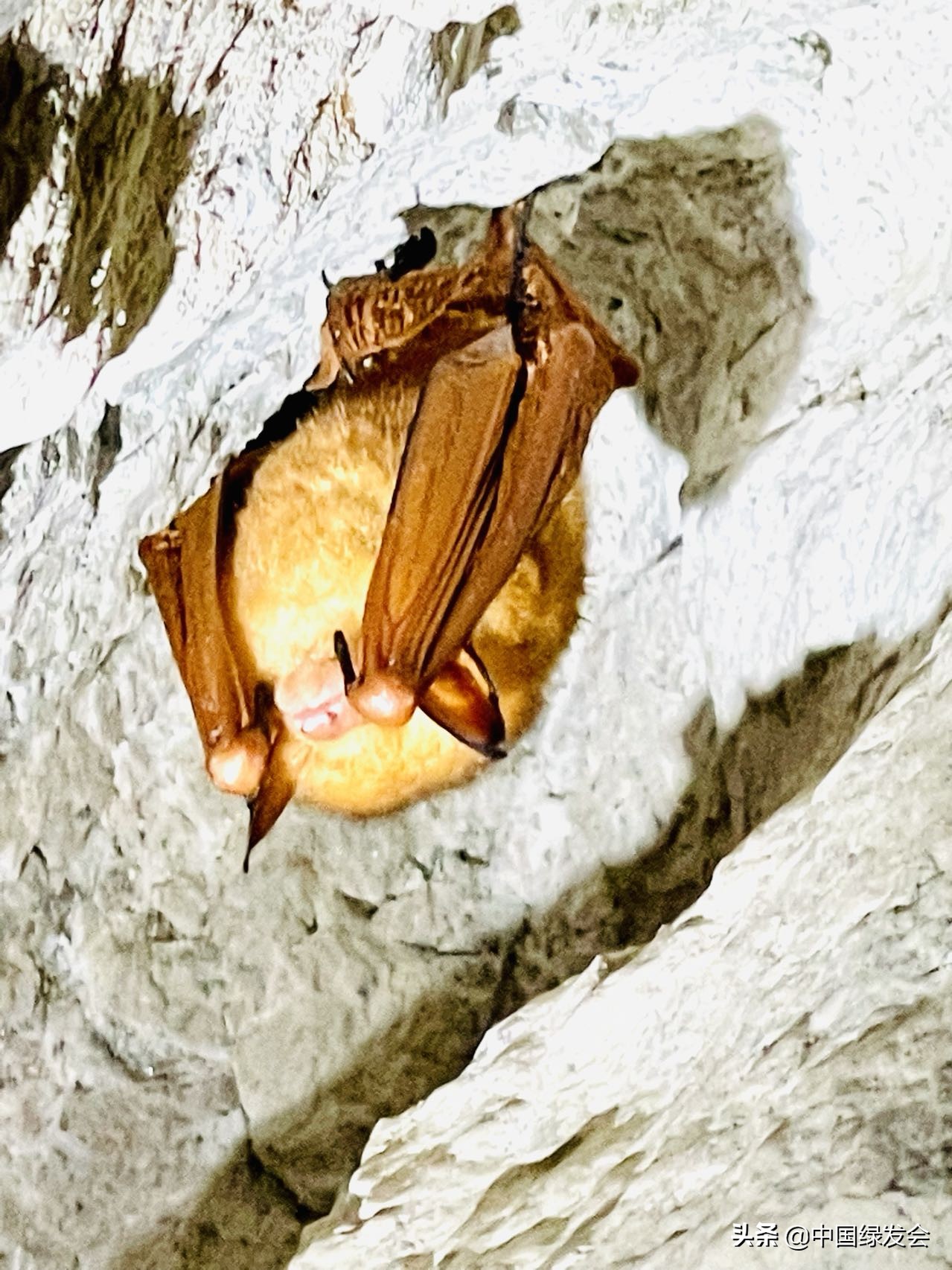 刷新分布记录江苏连云港新发现金黄鼠耳蝠绿会保护地