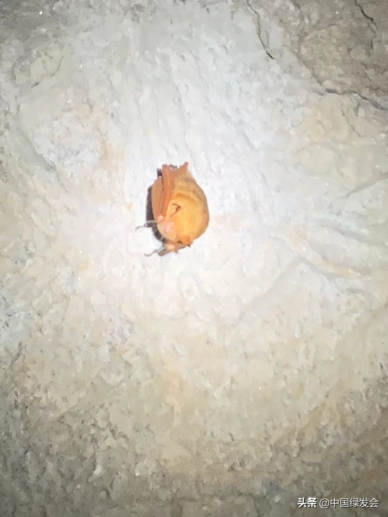 刷新分布记录江苏连云港新发现金黄鼠耳蝠绿会保护地