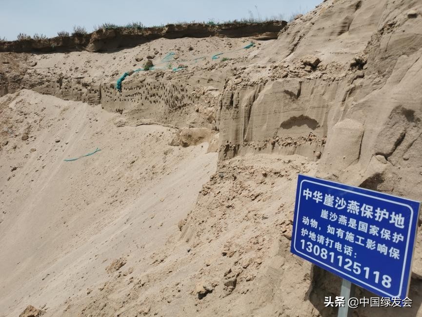 筑围堰防水，石家庄崖沙燕栖息地增至6处｜为施工方主动保护点赞