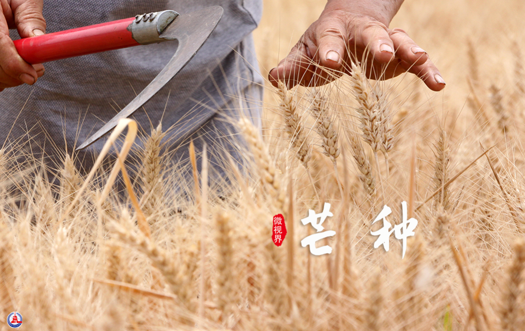 今日芒种丨仲夏至此始 处处菱歌长