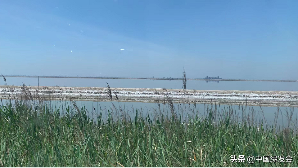多方协作，拟在南大港湿地为东方白鹳筑新巢｜邻里生物多样性保护