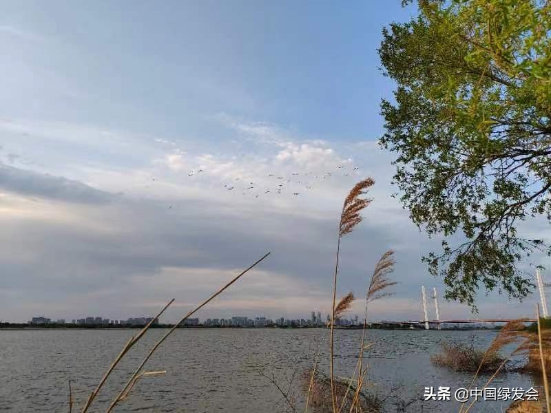 学习湿地保护法，守护好一方水土｜绿地保护地