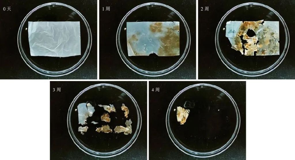 塑料污染已成流行病，科学家问计海洋微生物｜世界海洋日