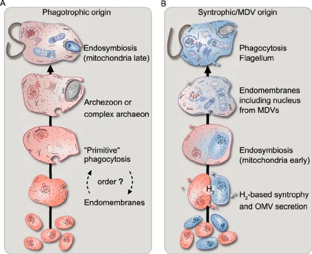 线粒体起源之谜：真核细胞的能量工厂，究竟是如何建成的？