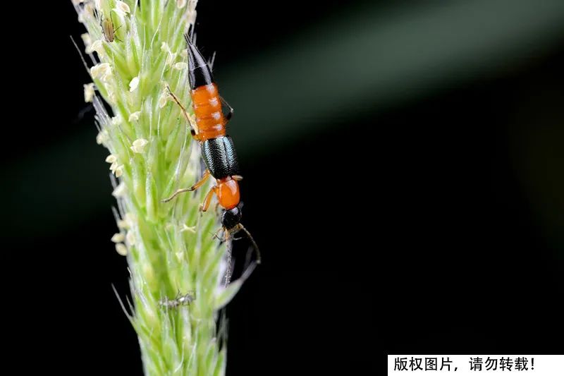 紧急提醒！毒液堪比硫酸，千万别拍！