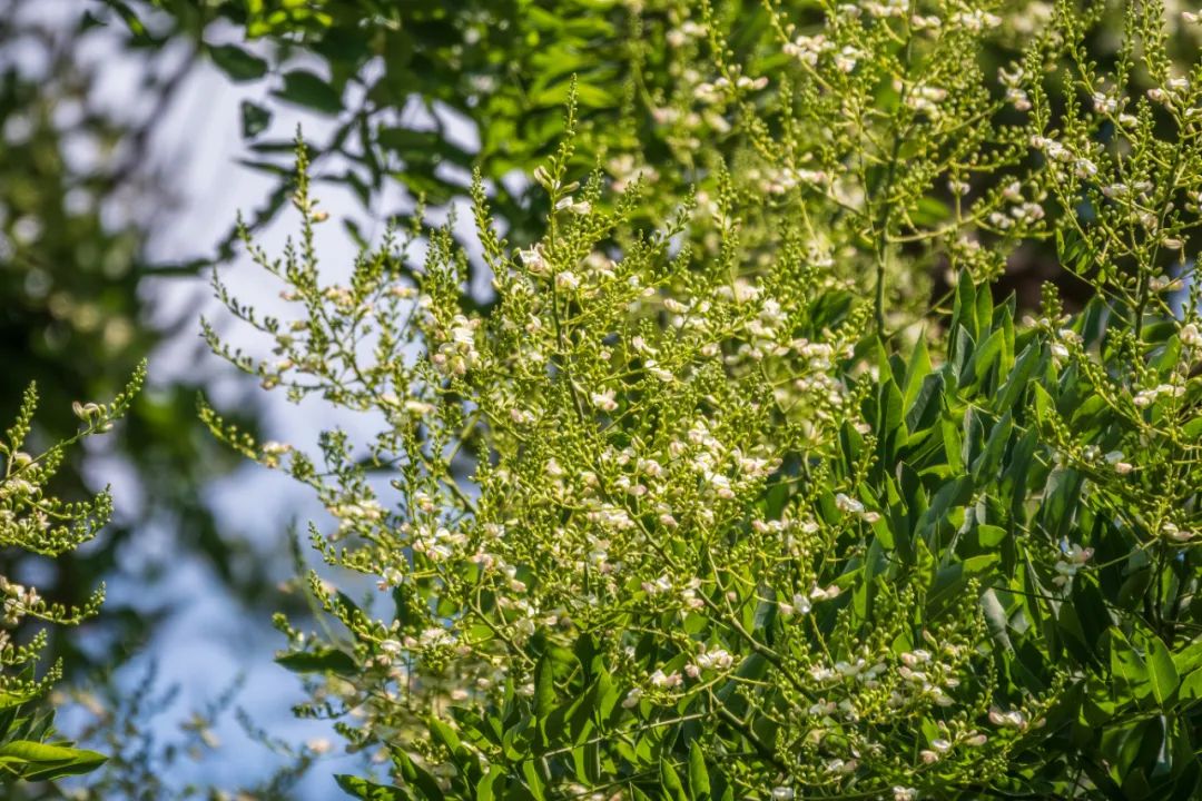 跟爸爸有关的花和树，你知道几个？