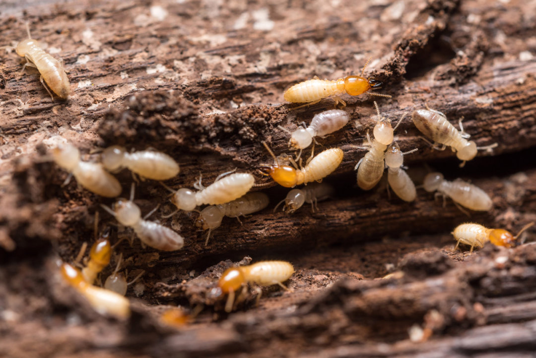 白蚁就是白色的蚂蚁？