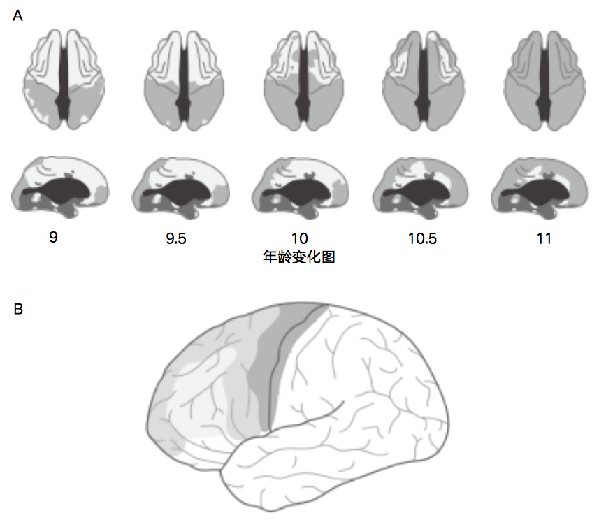 漫长的童年，孩子到底在学什么？该怎么学？丨展卷