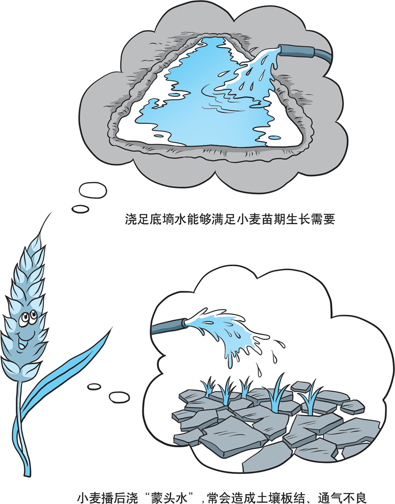 【科学种植百问百答】小麦是播前浇底墒水好, 还是播后浇“蒙头水”好？