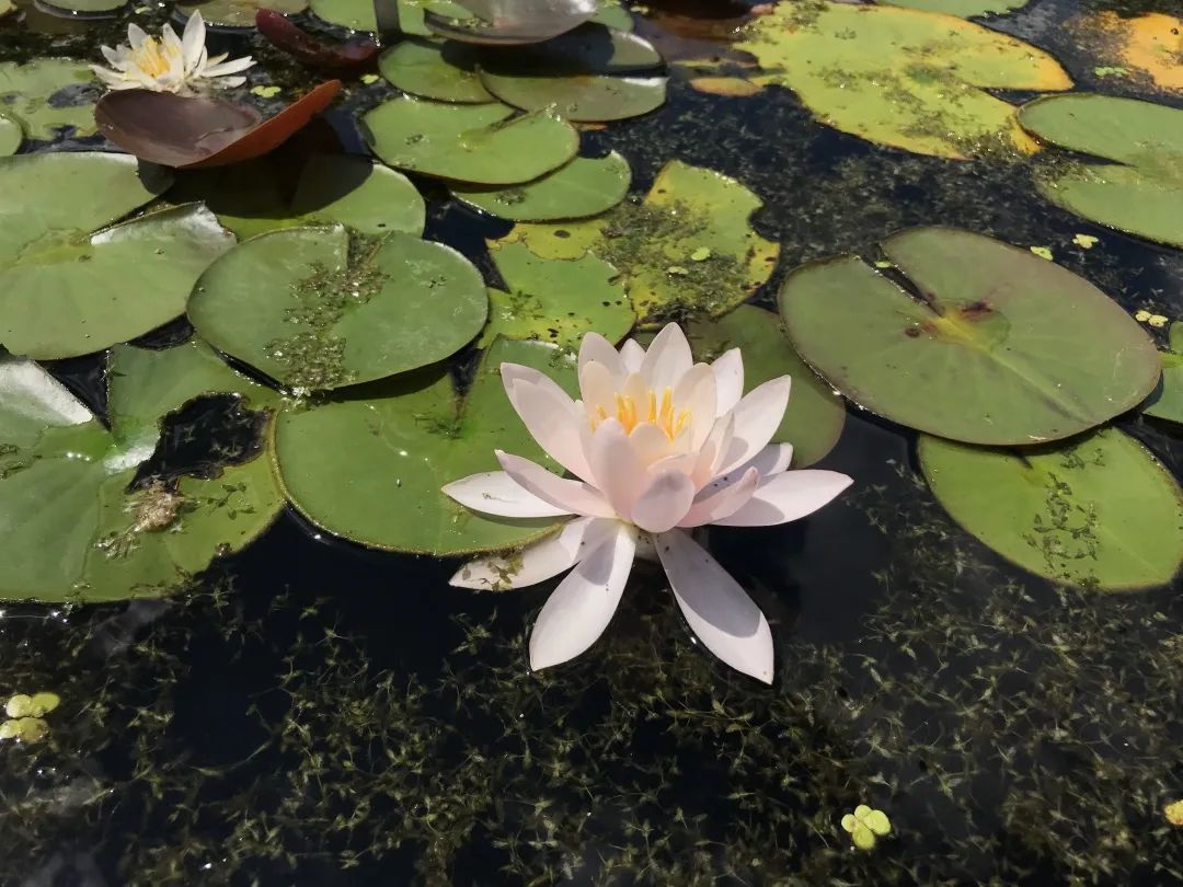 常玉要的花朵 到底是什么花 乐鱼自然 宝鸡市娱乐技术乐鱼 乐鱼国际app