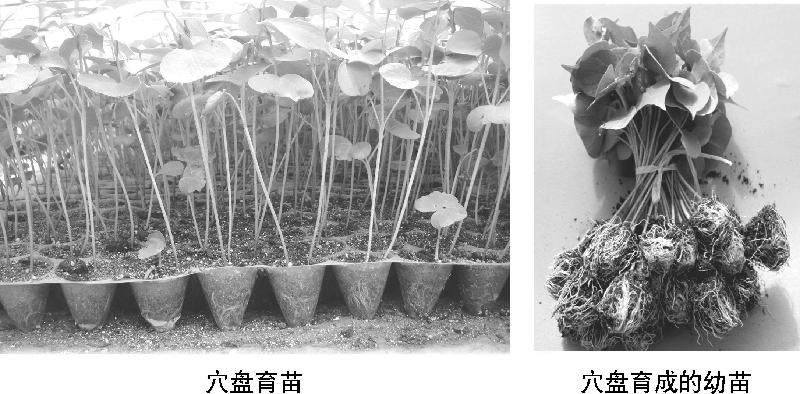 【科学种植百问百答】什么是棉花轻简化栽培技术？它有哪几种育苗方法?