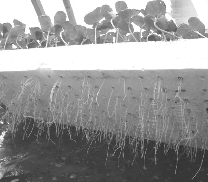 【科学种植百问百答】什么是棉花轻简化栽培技术？它有哪几种育苗方法?