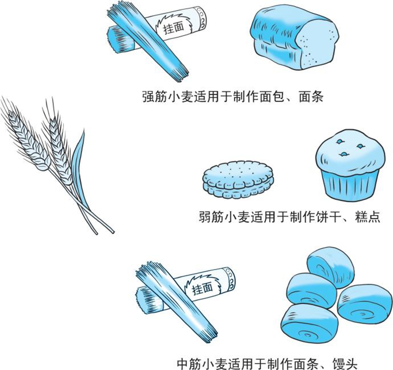 【科学种植百问百答】什么是强筋小麦和弱筋小麦？