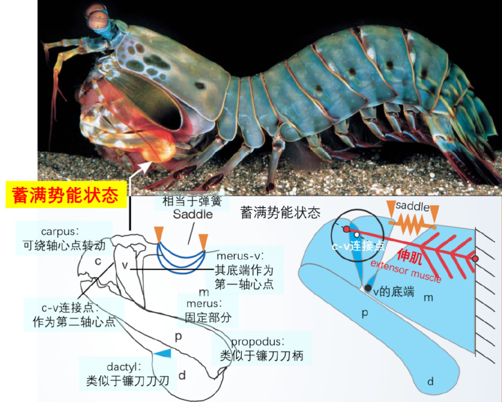 枪杀、子弹与宝甲：日本南纪白滨的妖魅刺客