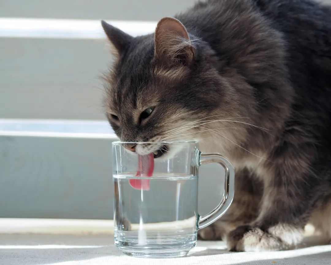 生活科普：一样都是舔水喝，为甚么猫比狗优雅这么多？