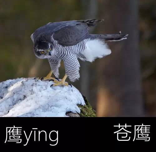 圖片