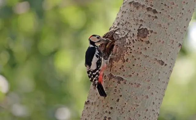 自然科普：啄木鸟撞树基本不戴“安然帽”