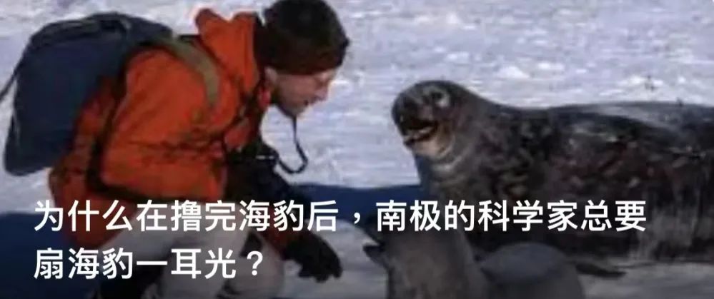 自然科普：为甚么南极的迷信家总要扇海豹一耳光？由于这是假的……