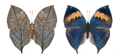 自然科普：揭秘雨林第一伪装大年夜师“枯叶蝶”
