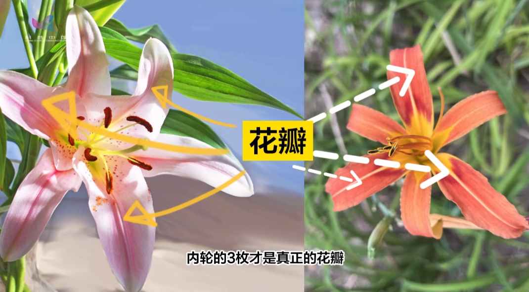 百合花花萼数量图片