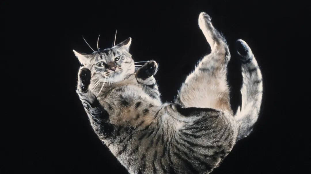 自然科普：猫咪高处坠落的诡异物理谜题