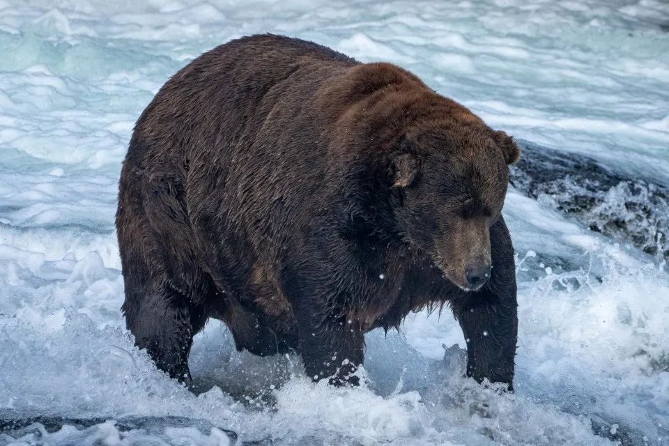 自然科普：谁是本年最肥的熊？是它，一熊顶两熊！