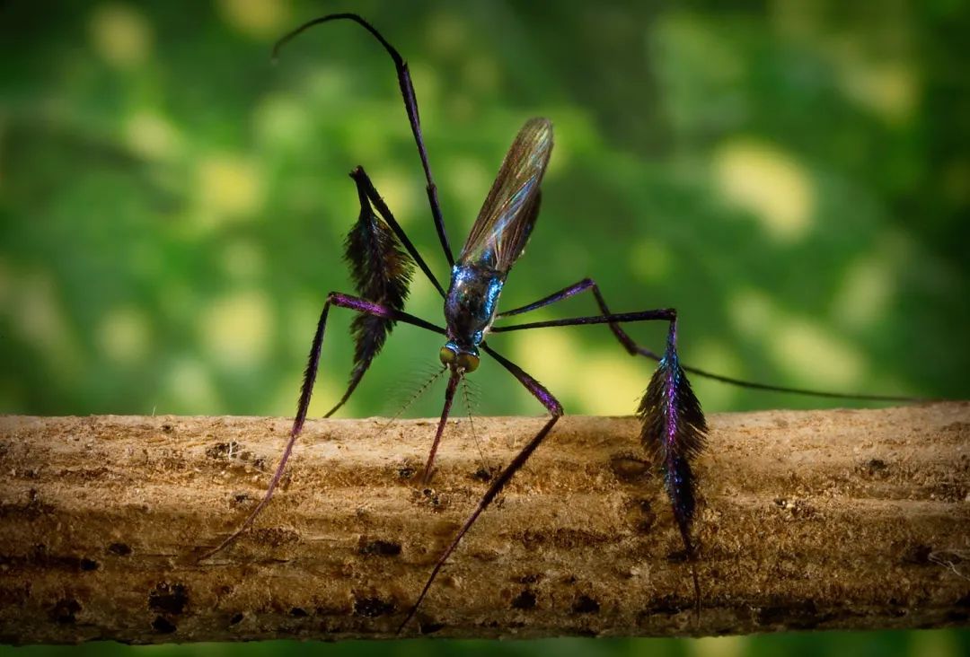 自然科普：世界上最美的蚊子，只爱腿毛，不论性别
